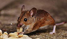 hospital-and-healthcare-facility-pest-management Experts in Natl Capitol Planning